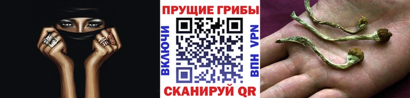 где найти наркотики  Райчихинск  Псилоцибиновые грибы Psilocybine cubensis 
